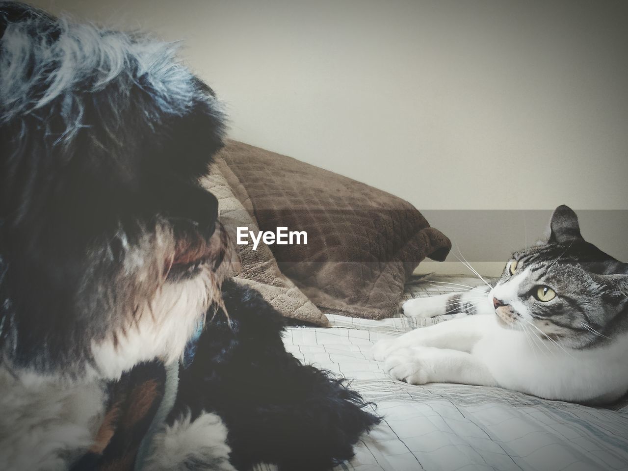 Close-up of cat and dog on bed at home