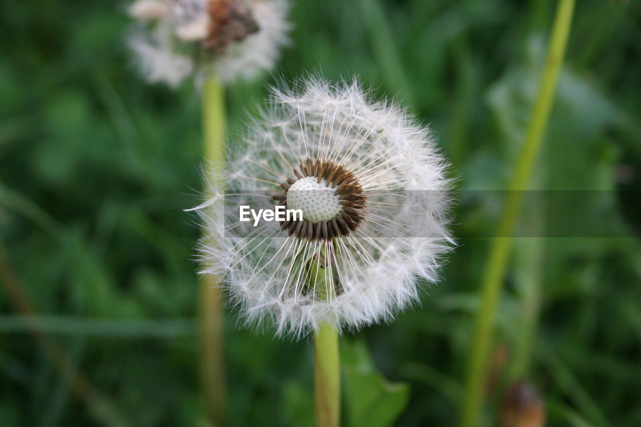 CLOSE-UP OF DANDELION AGAINST WHITE FLOWER