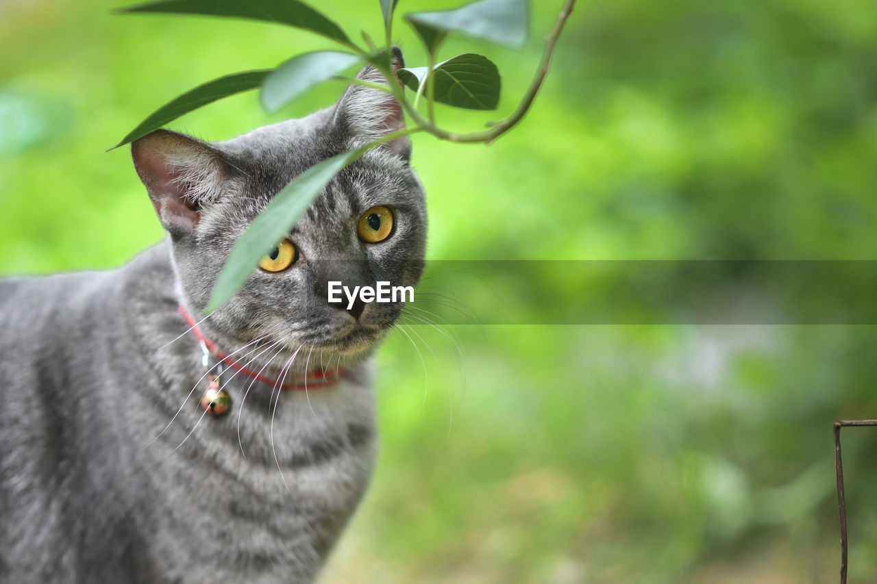 A gray striped cat that is happily strolling in the backyard.