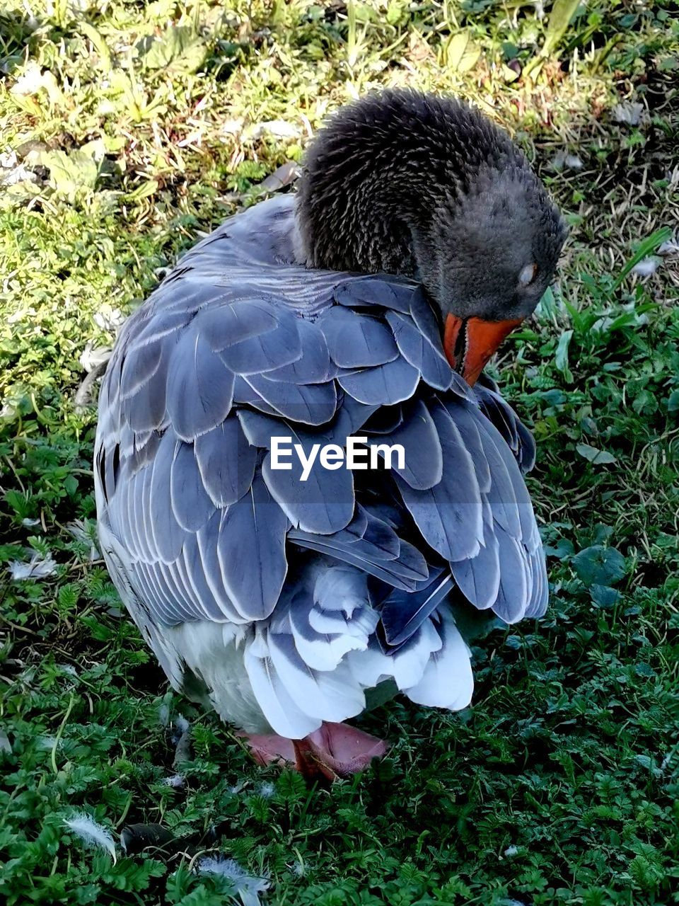 HIGH ANGLE VIEW OF A BIRD ON LAND