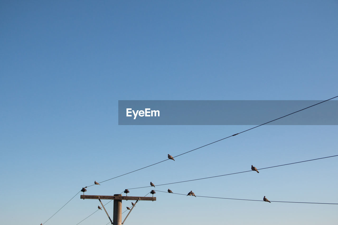 Low angle view of birds perching on cable