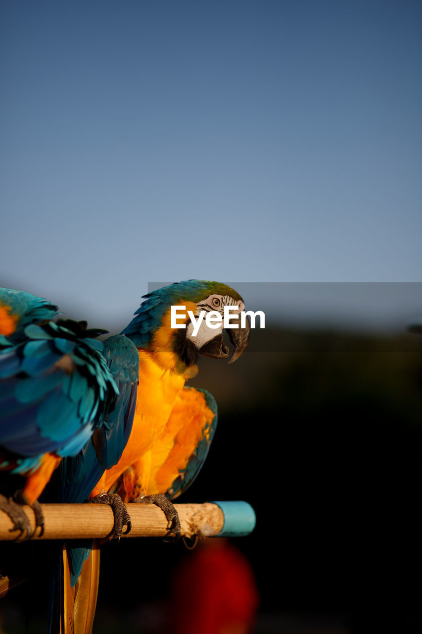 Close-up of parrot perching on a bird