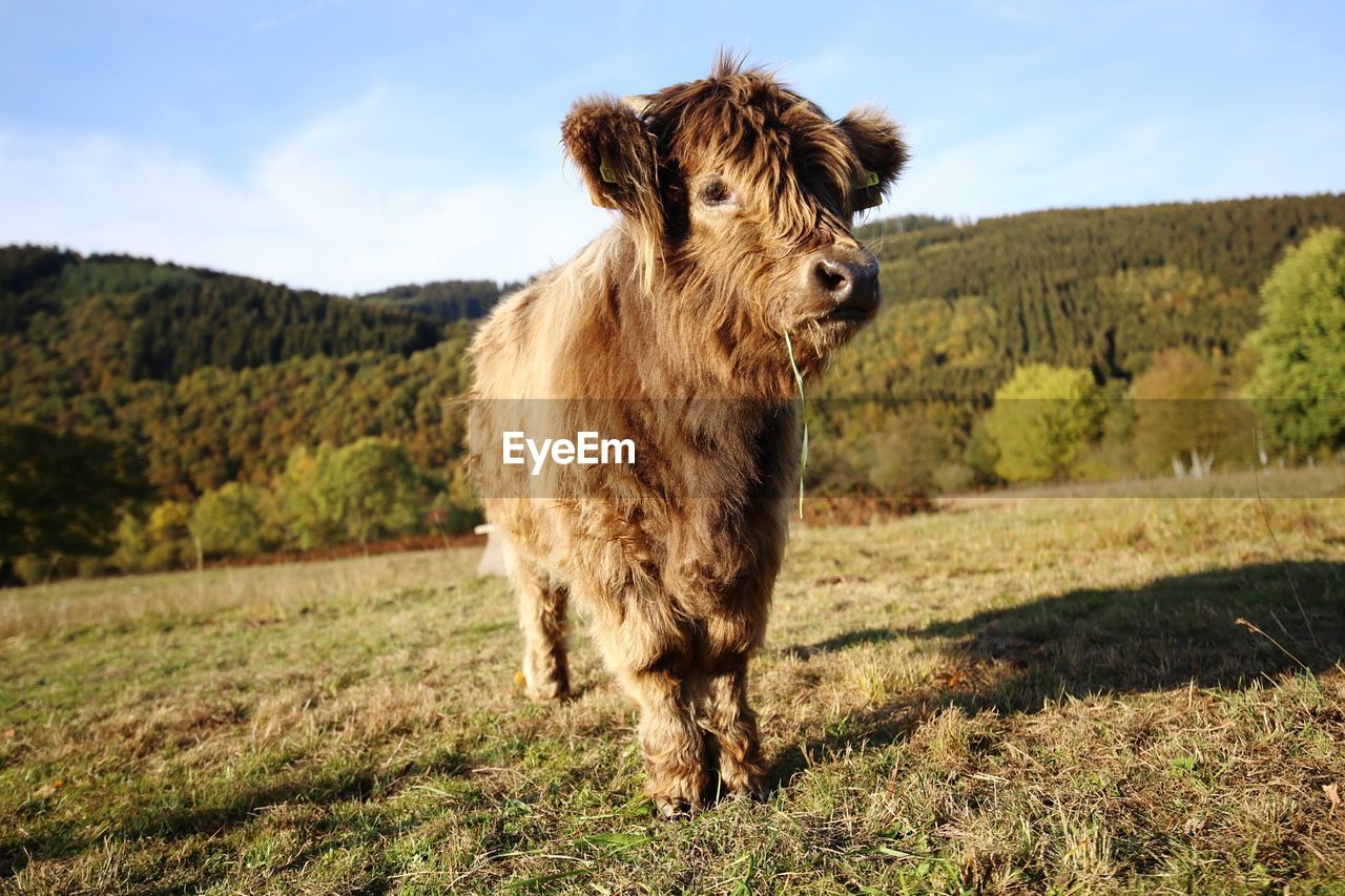 Cattle standing in a field