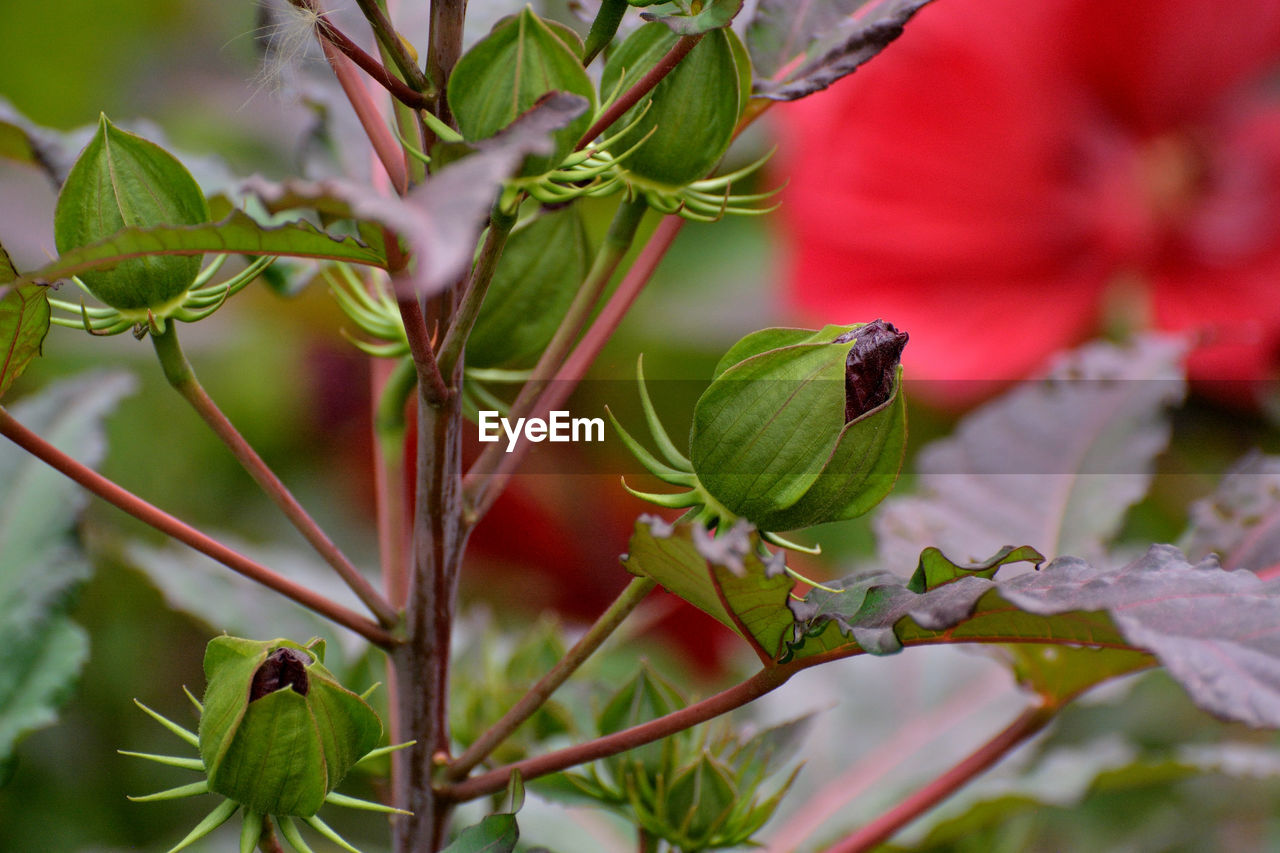 Close-up of green insect on flower