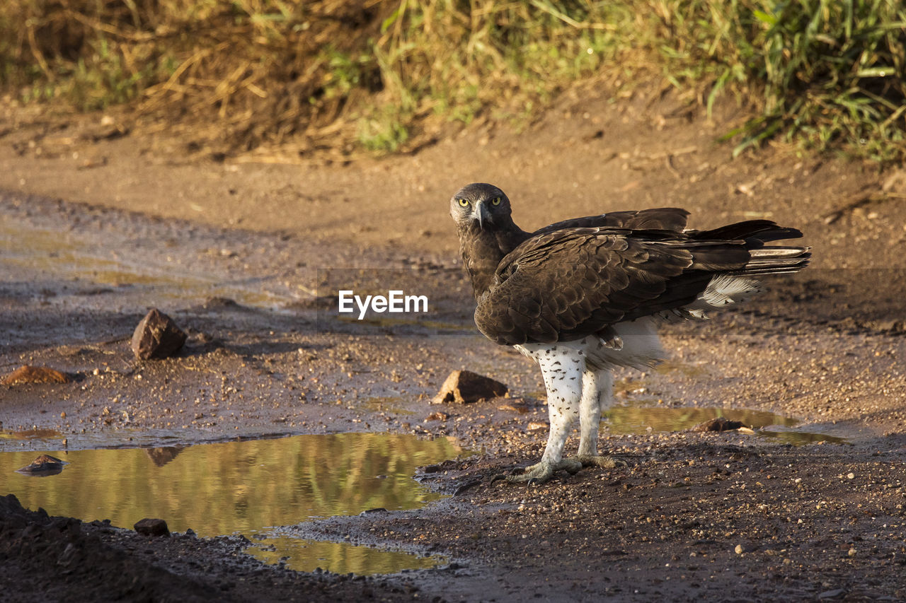 BIRD PERCHING ON A ROCK