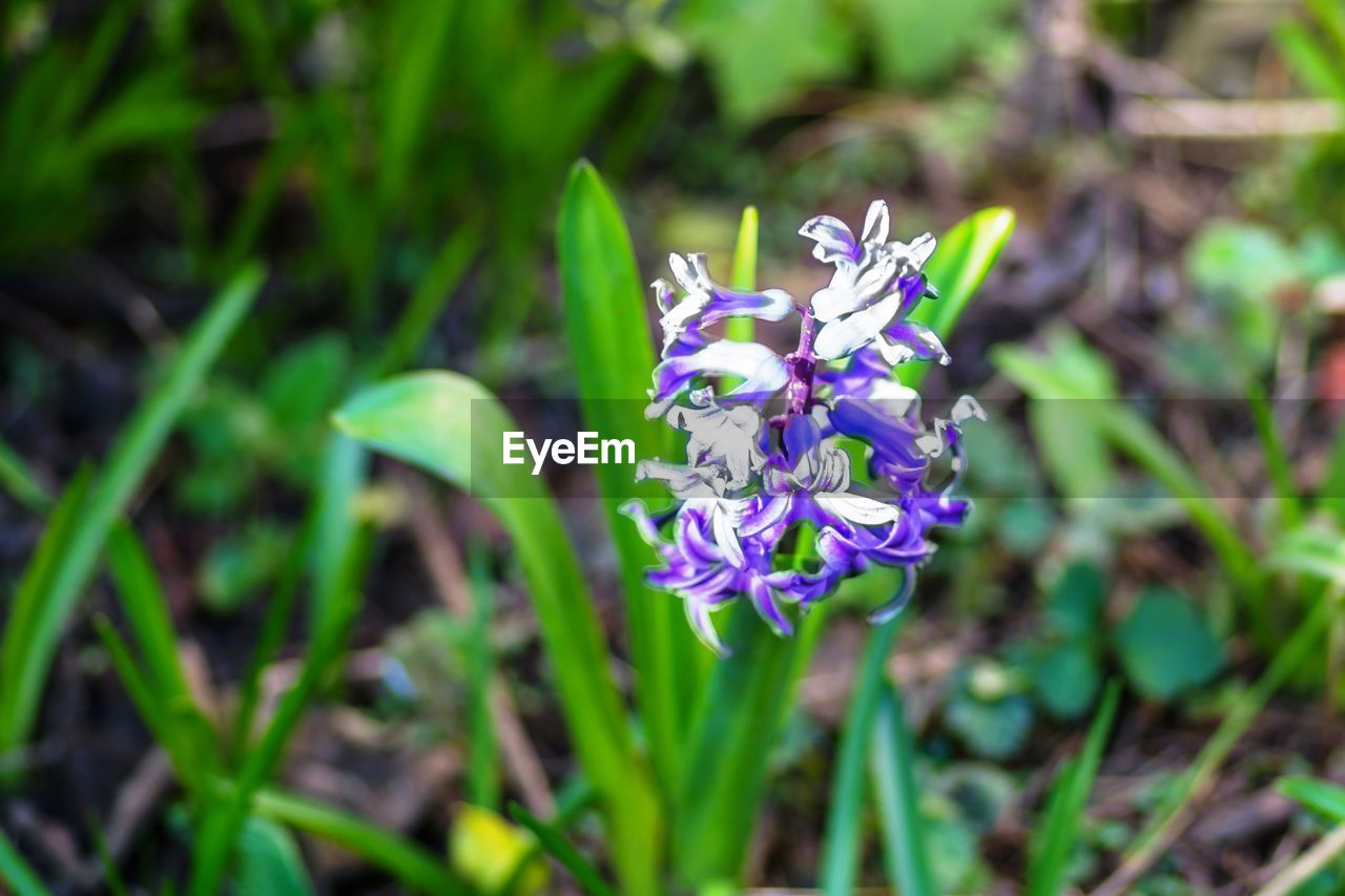 CLOSE-UP OF PURPLE FLOWERS