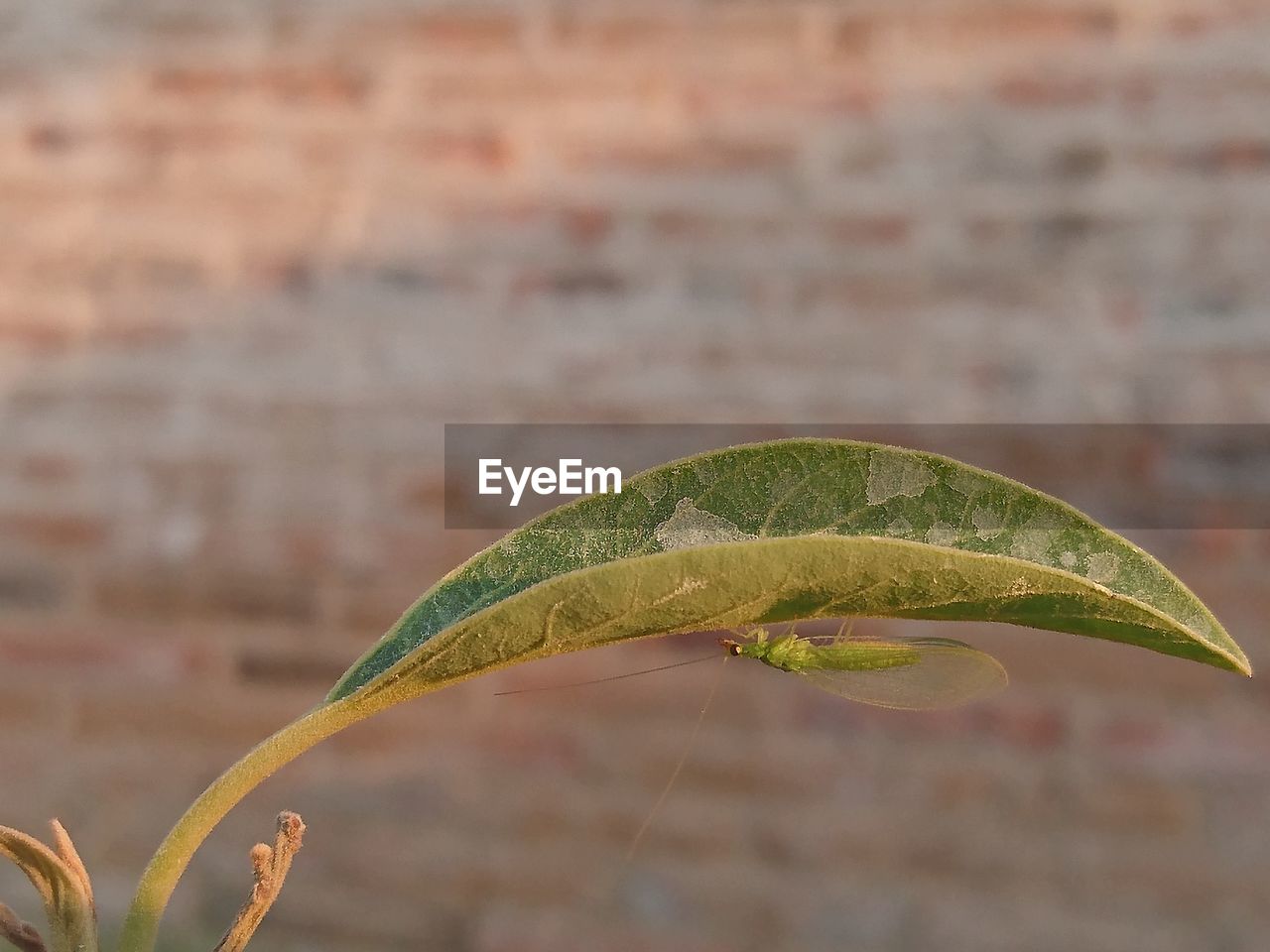 CLOSE-UP OF GREEN LEAF