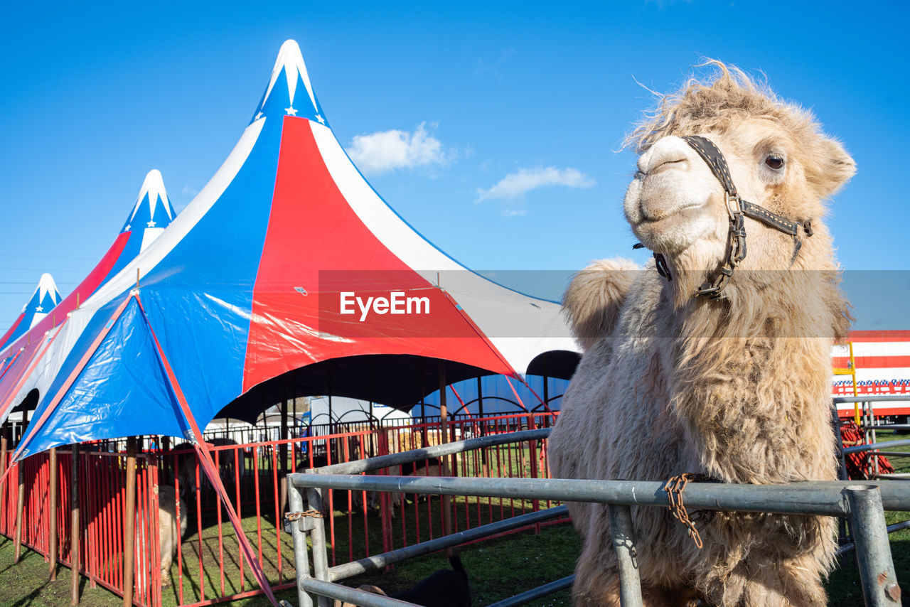 Panoramic view of a camel against the sky