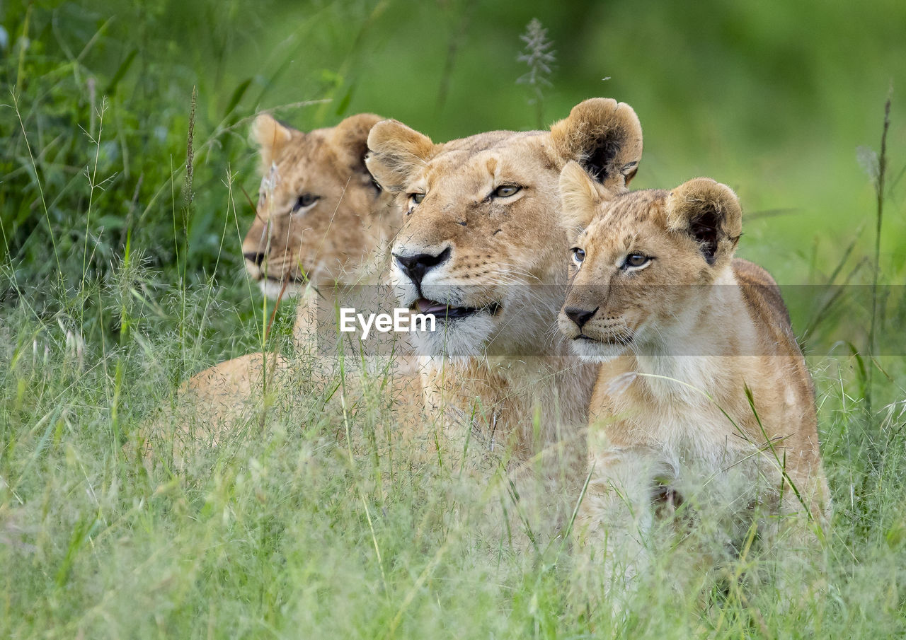 Lions on field