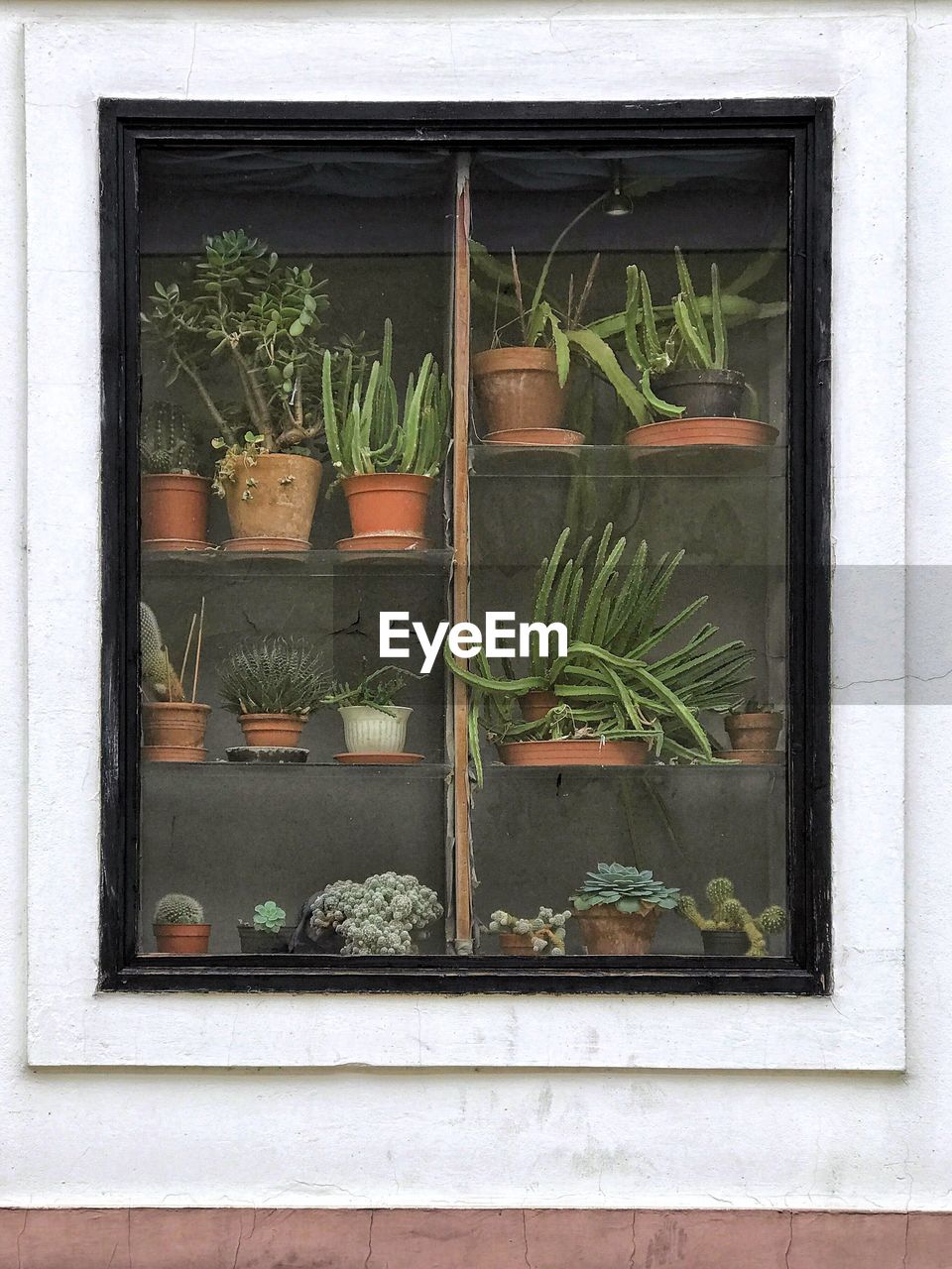 Potted plants on shelves seen through window