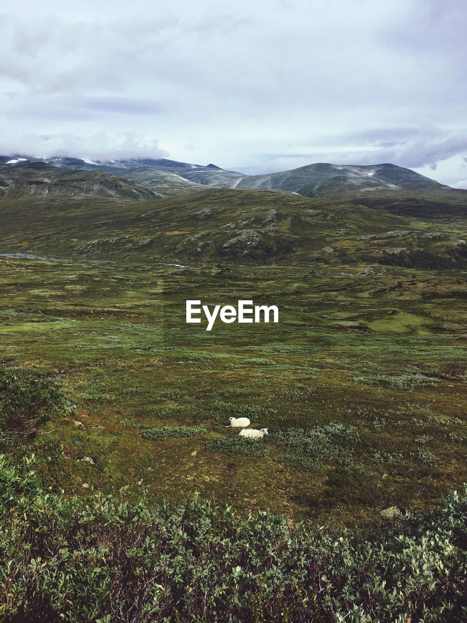 SCENIC VIEW OF GRASSY FIELD AGAINST CLOUDY SKY