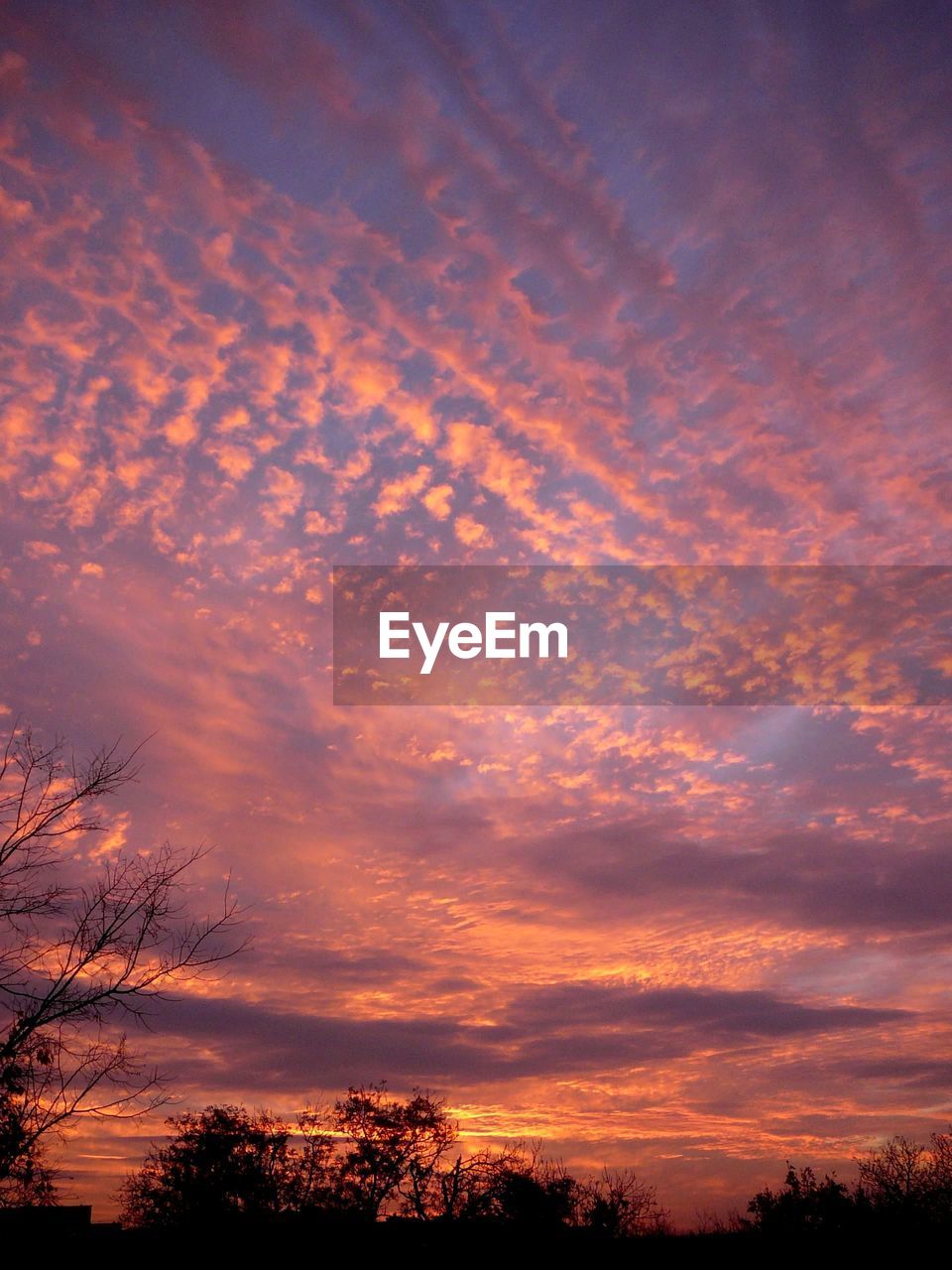 Low angle view of silhouette trees against dramatic sky