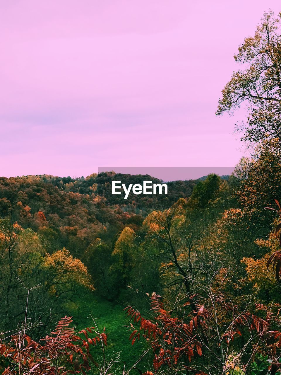 TREES ON FIELD AGAINST SKY