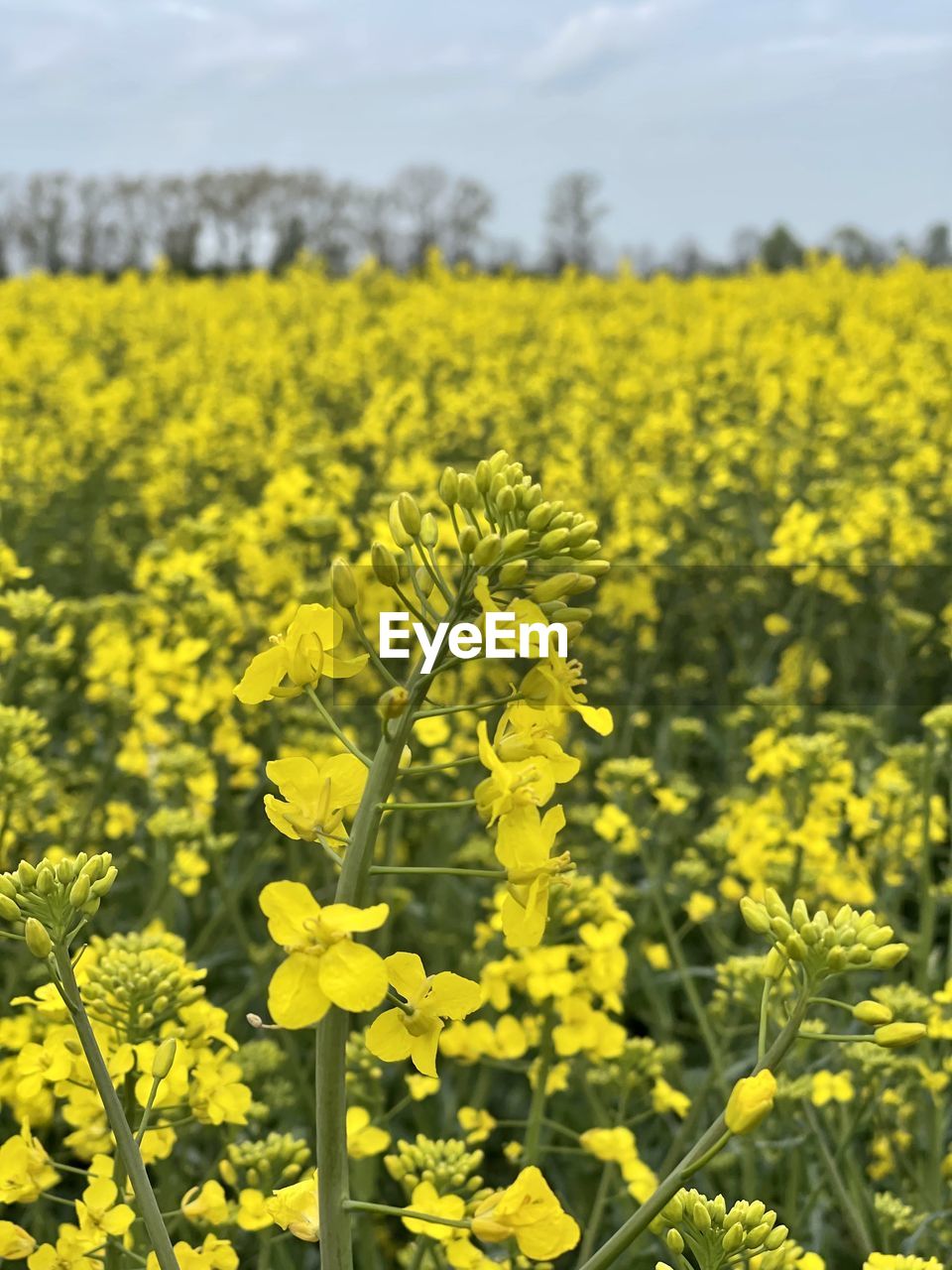 rapeseed, yellow, plant, flower, produce, vegetable, flowering plant, canola, beauty in nature, growth, oilseed rape, field, agriculture, food, freshness, landscape, land, rural scene, crop, mustard, brassica rapa, nature, farm, environment, blossom, fragility, abundance, springtime, no people, scenics - nature, sky, day, focus on foreground, tranquility, outdoors, vibrant color, prairie, cultivated, tranquil scene, close-up, cultivated land, meadow, cloud, flower head, idyllic