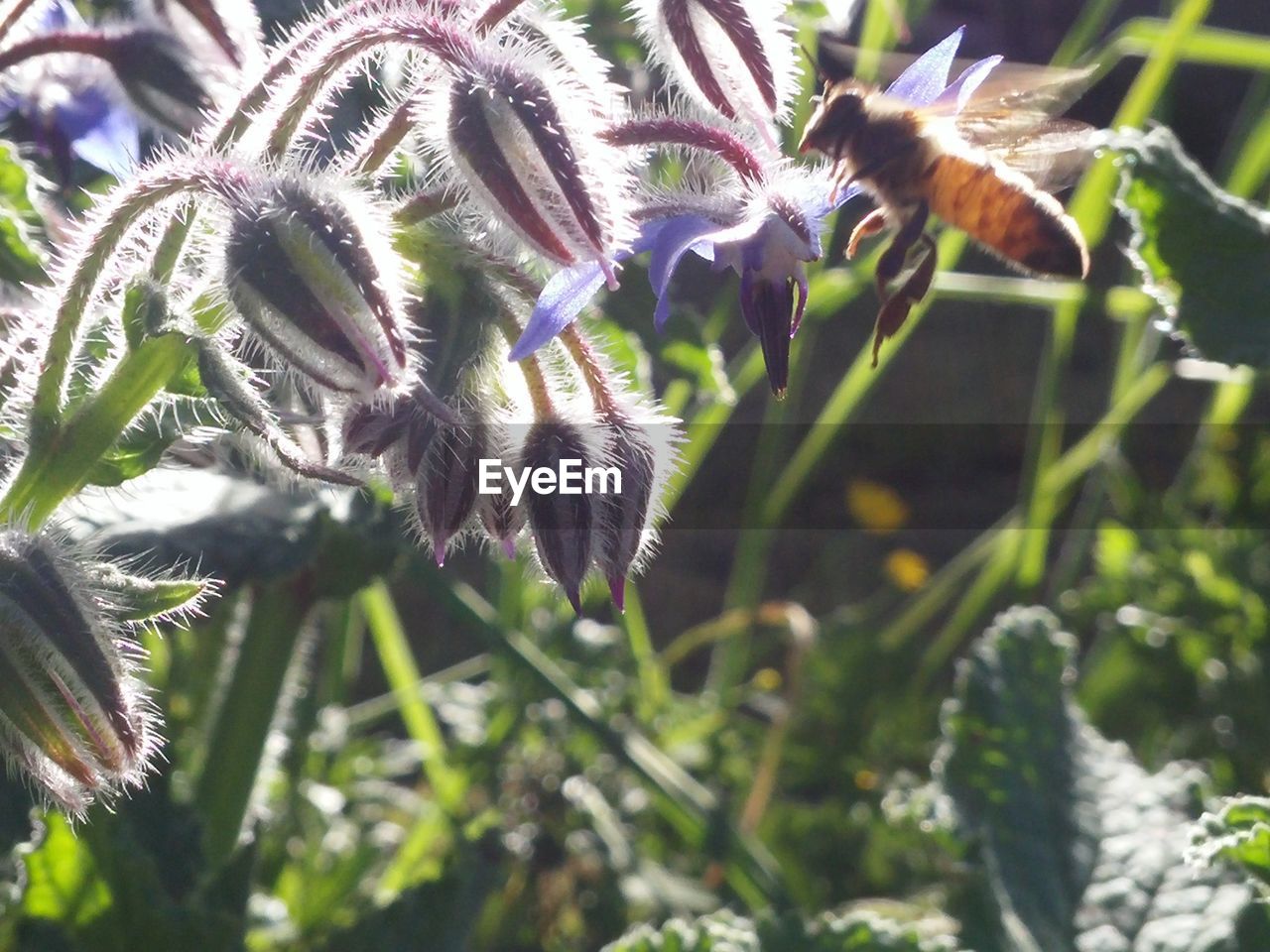 CLOSE-UP OF THISTLE FLOWER