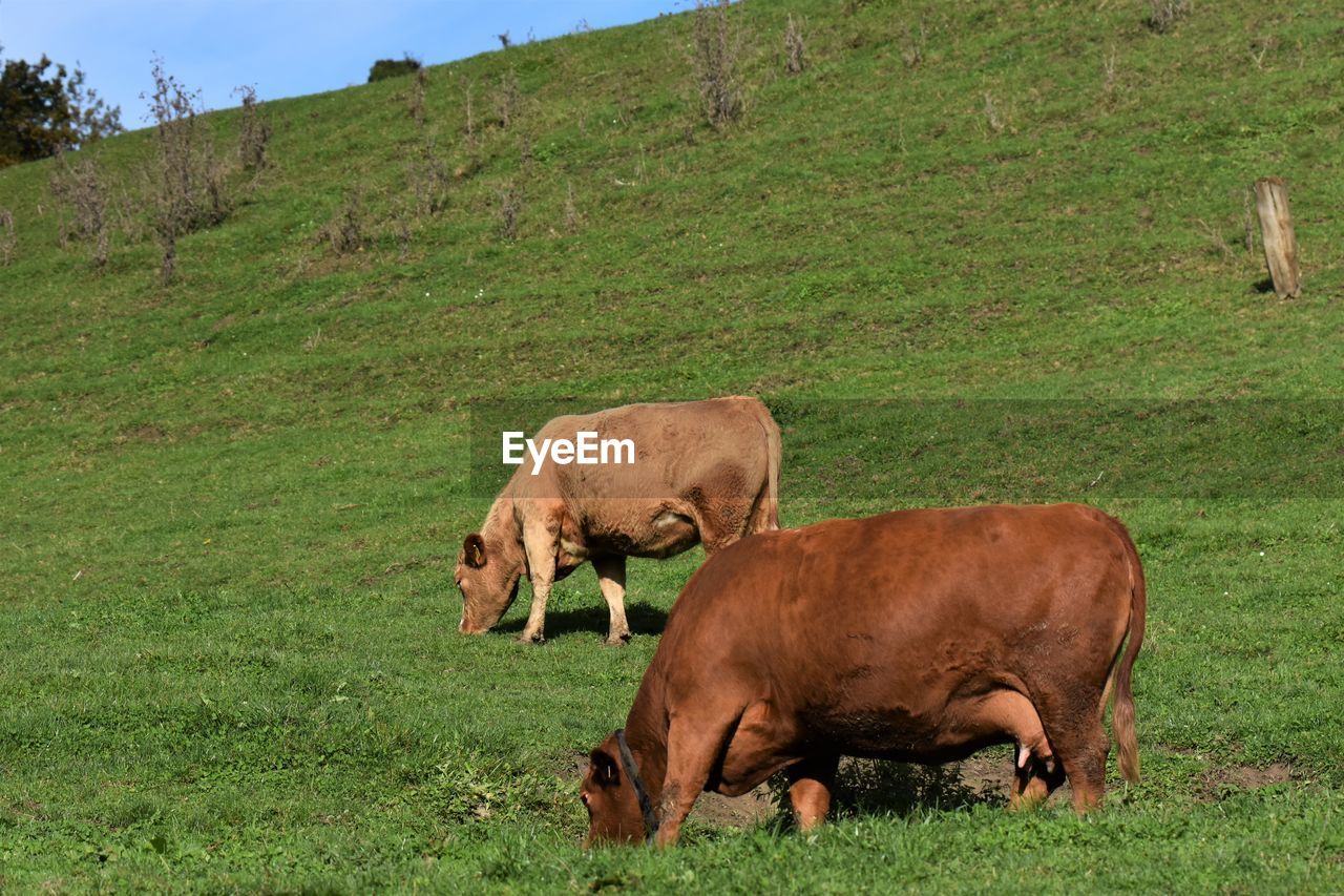 Cows grazing in a field