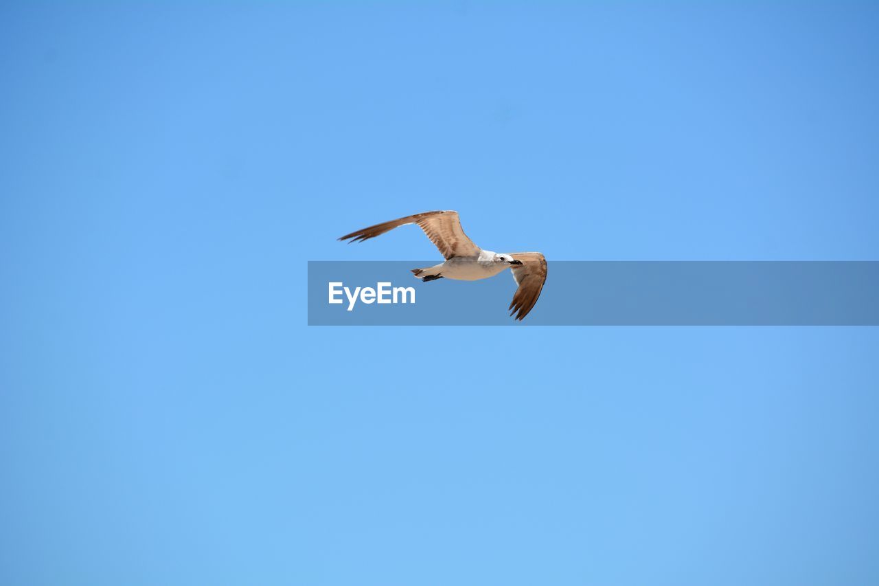 LOW ANGLE VIEW OF SEAGULL FLYING