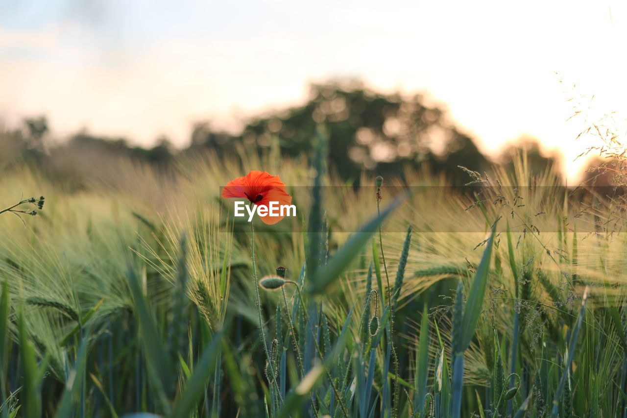 Close-up of poppy on field against sky