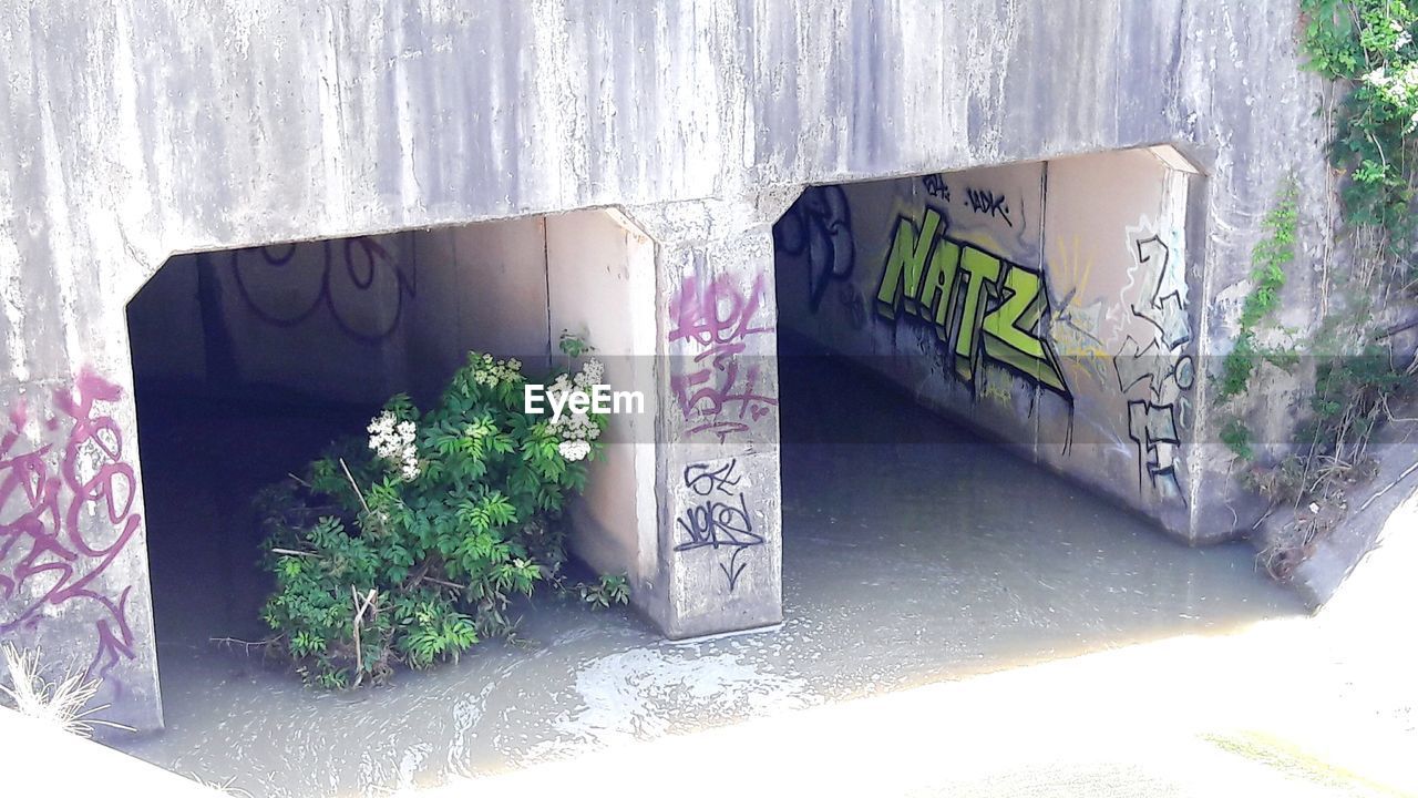 CLOSE-UP OF PLANTS ON WALL