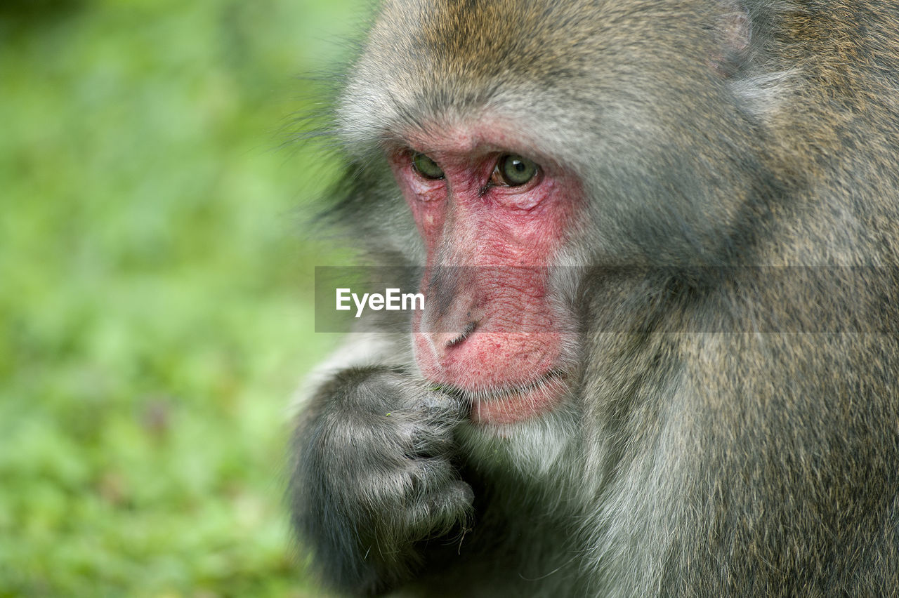 Close-up of a gorilla against blurred background