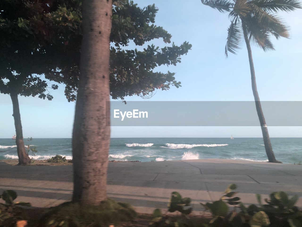 SCENIC VIEW OF PALM TREES ON BEACH