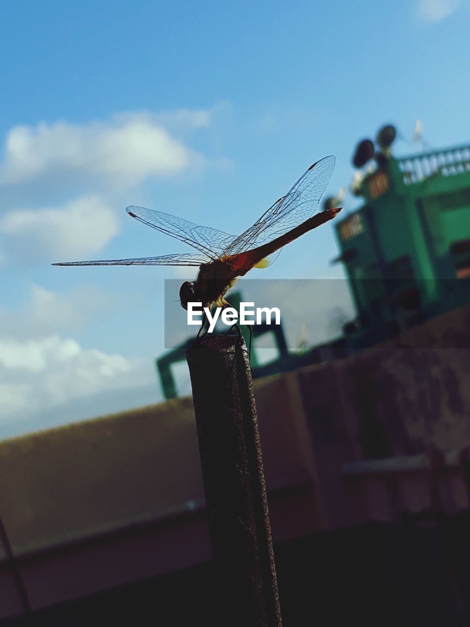 LOW ANGLE VIEW OF DRAGONFLY ON A METAL