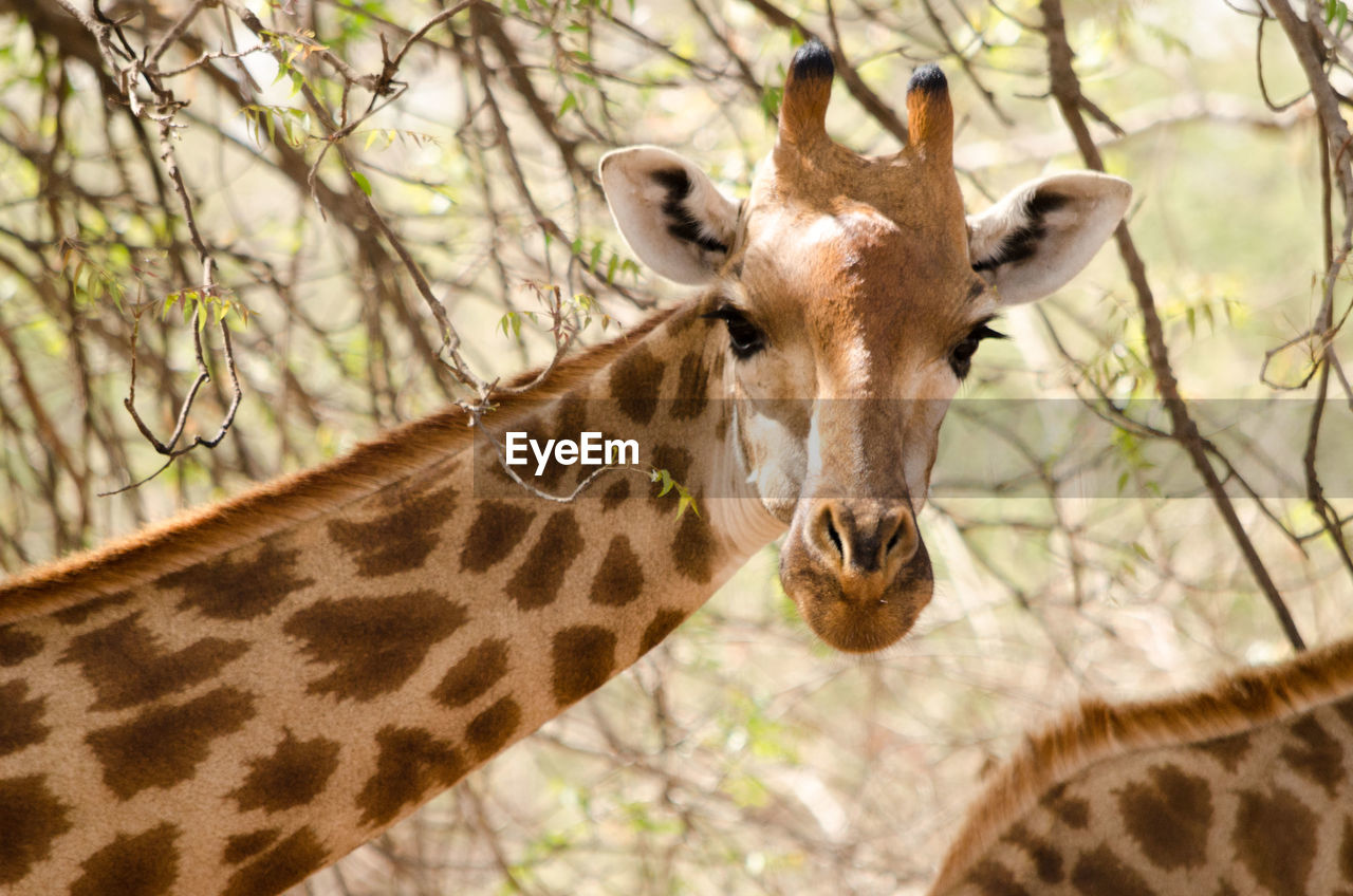 Close-up of giraffe