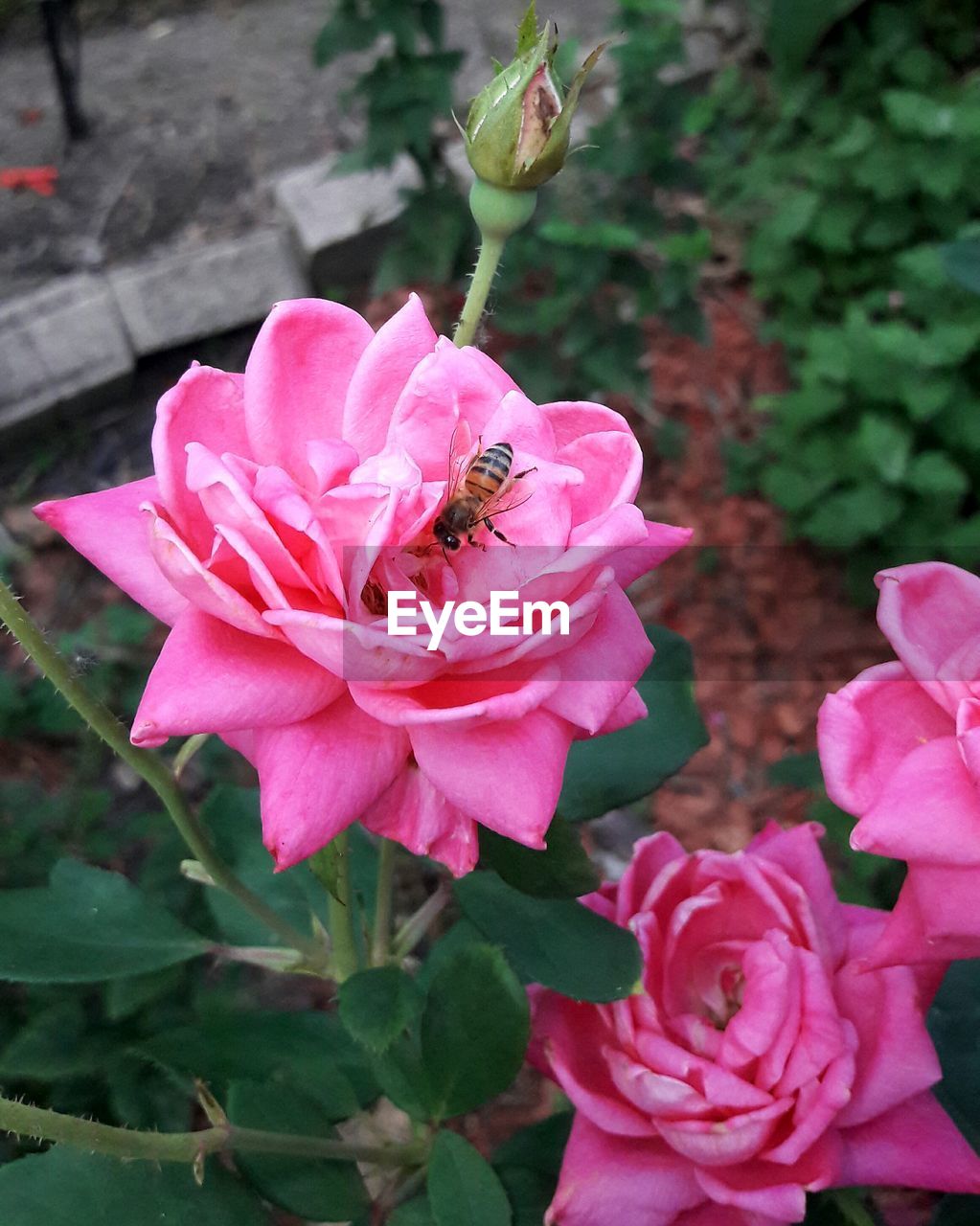 CLOSE-UP OF HONEY BEE ON PINK ROSE