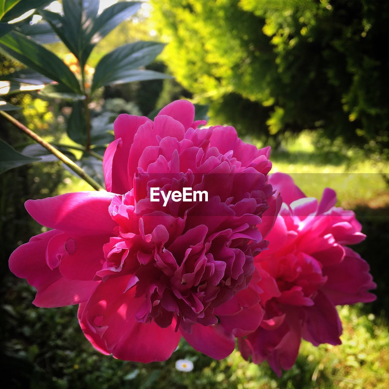 CLOSE-UP OF PINK FLOWERS BLOOMING