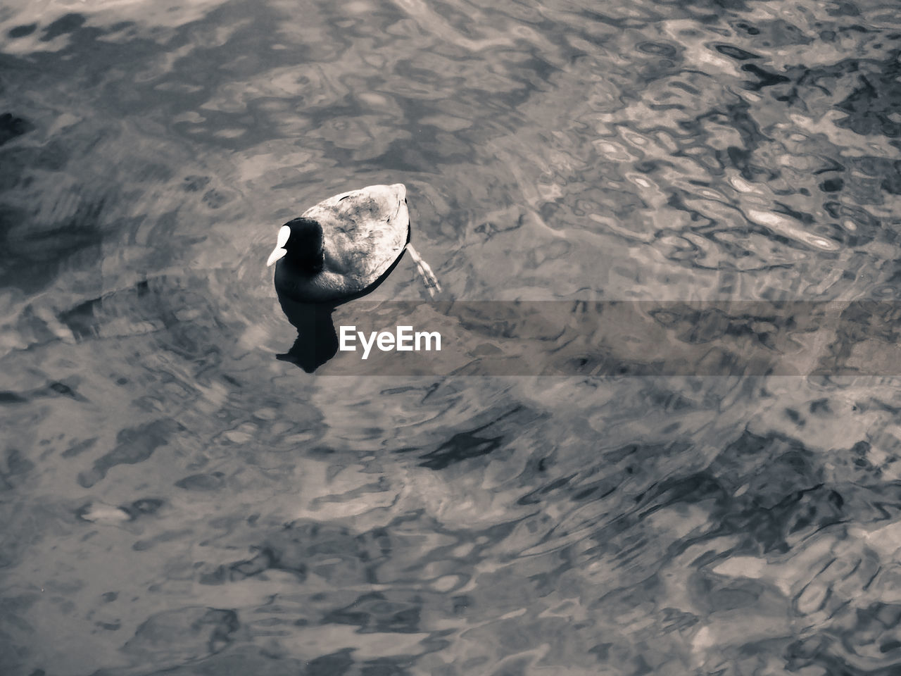 High angle view of coot swimming in lake