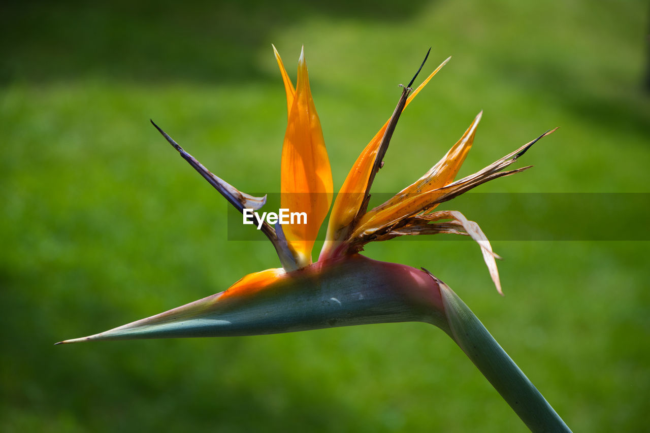 Close-up of orange flowering plant