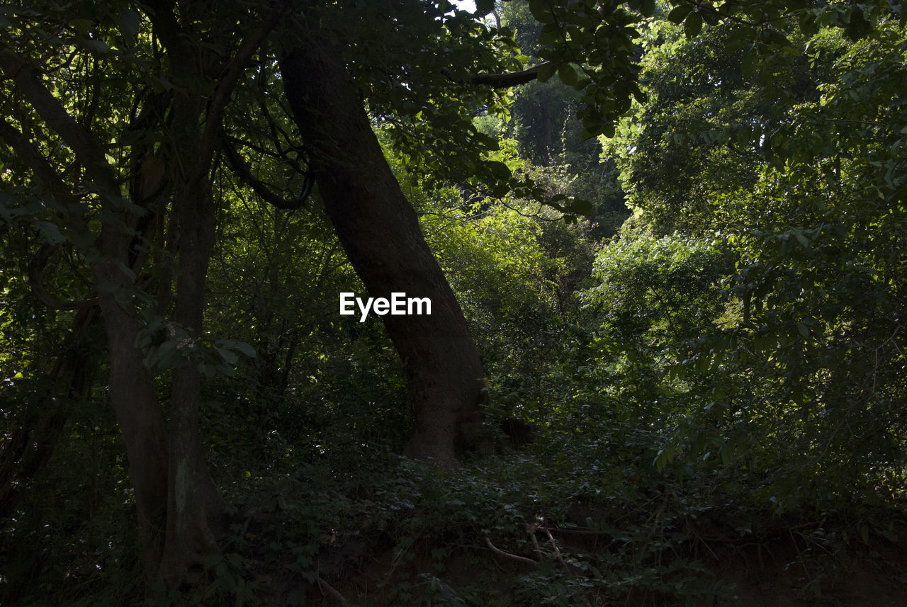 TREES AND PLANTS IN FOREST