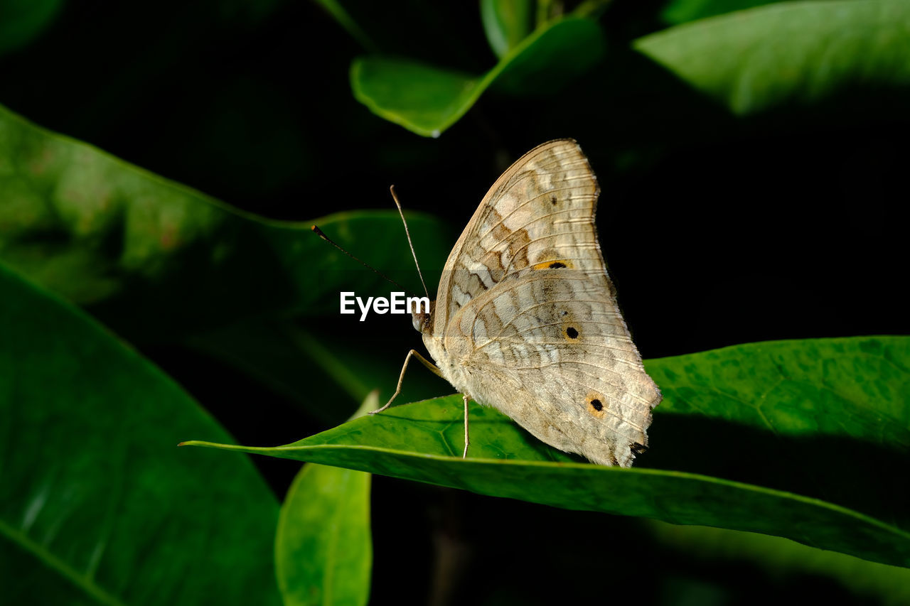 CLOSE-UP OF BUTTERFLY ON PLANT