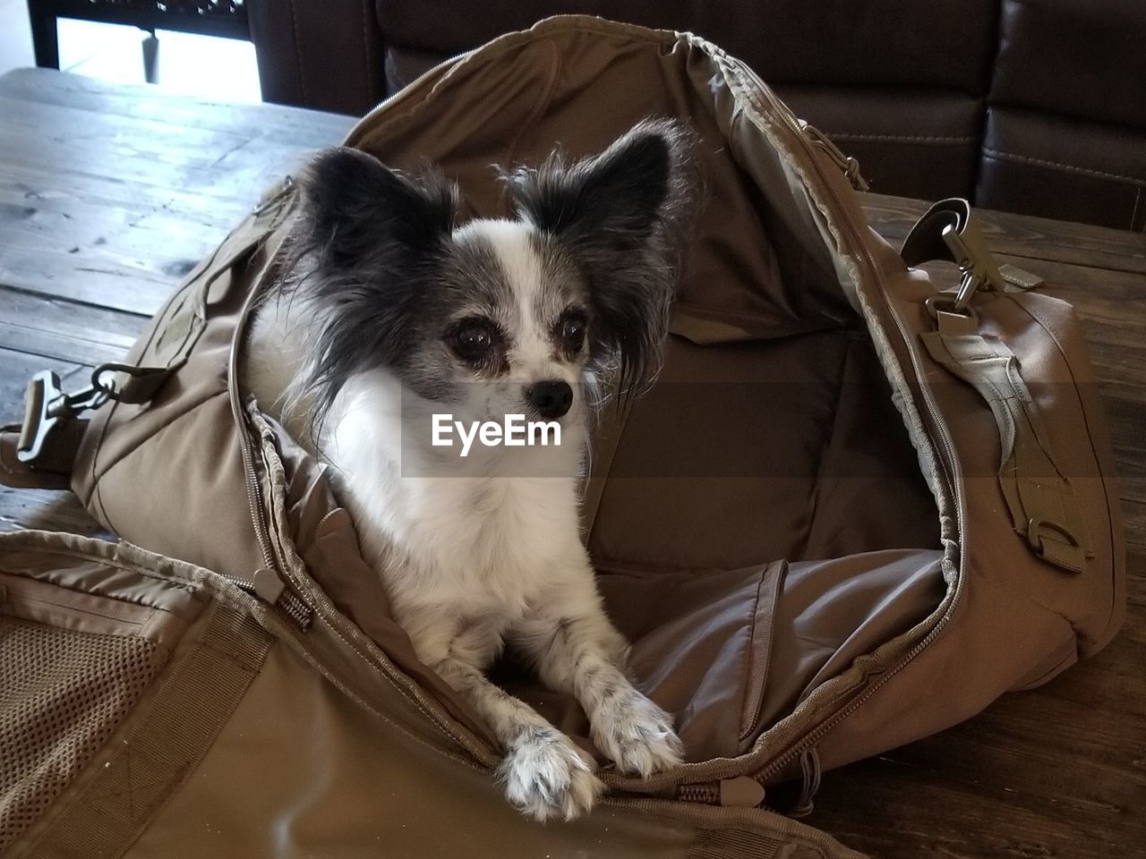 Portrait of dog sitting on floor at home