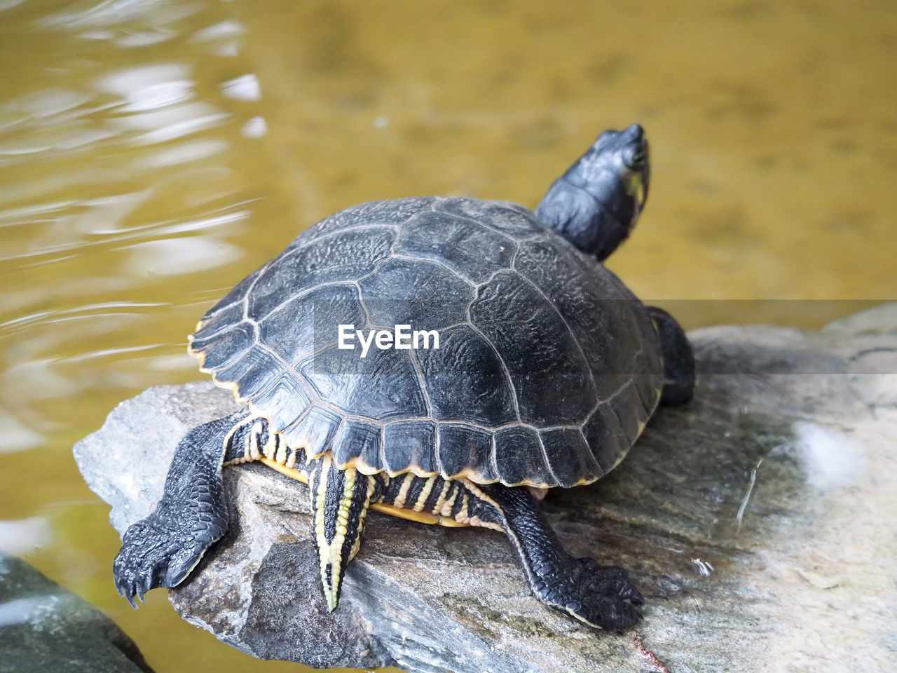 High angle view of tortoise on rock