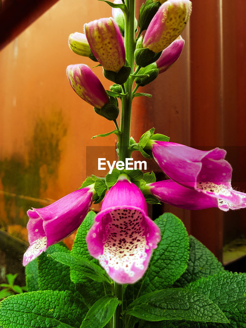 CLOSE-UP OF PINK FLOWER BLOOMING OUTDOORS