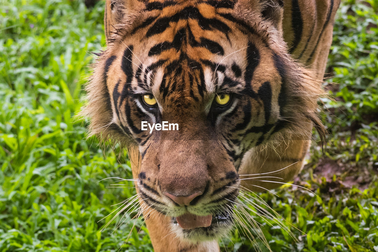 Close-up portrait of sumatran tiger