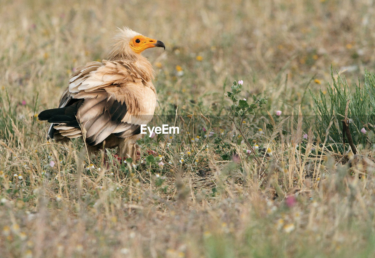 BIRDS PERCHING ON GRASS