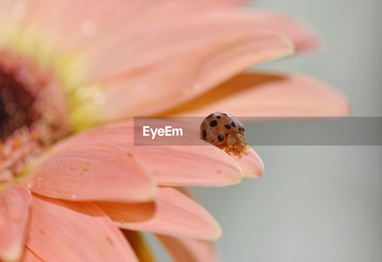 CLOSE-UP OF INSECT ON FLOWER