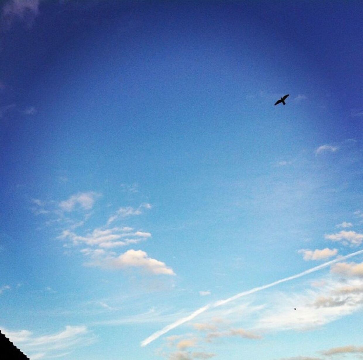 LOW ANGLE VIEW OF BIRD FLYING IN BLUE SKY