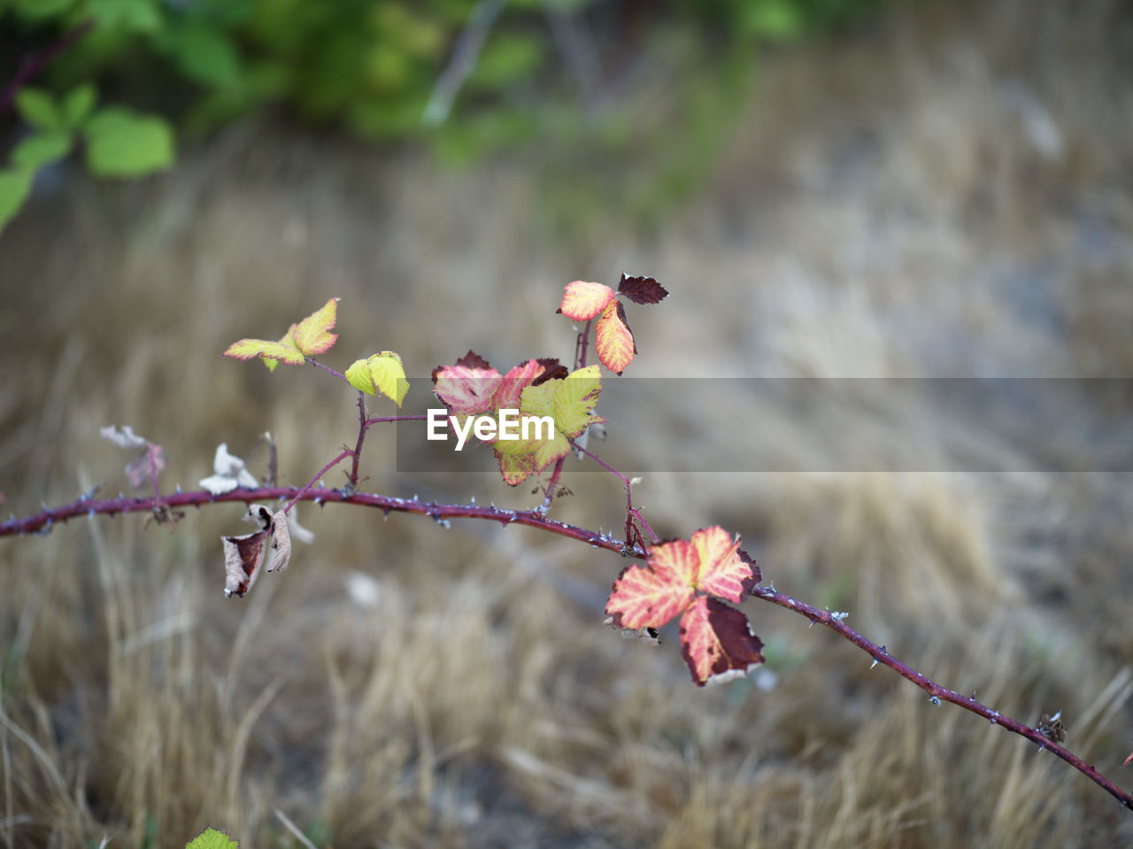 plant, nature, flower, leaf, beauty in nature, flowering plant, branch, pink, no people, focus on foreground, animal, animal themes, tree, outdoors, animal wildlife, autumn, freshness, day, fragility, springtime, spring, close-up, blossom, growth, macro photography, bird, land, landscape, environment, wildlife, grass, plant part, selective focus, food