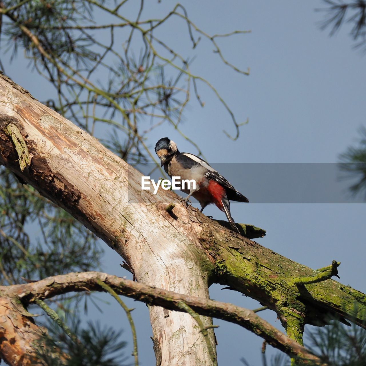 LOW ANGLE VIEW OF BIRD PERCHING ON BRANCH