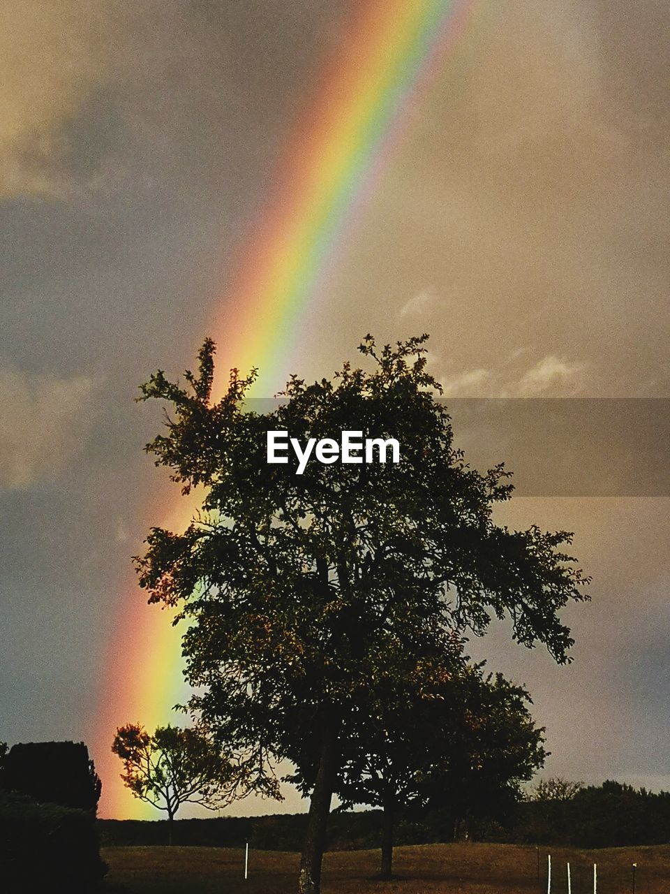 SILHOUETTE TREES AGAINST RAINBOW IN SKY AT SUNSET