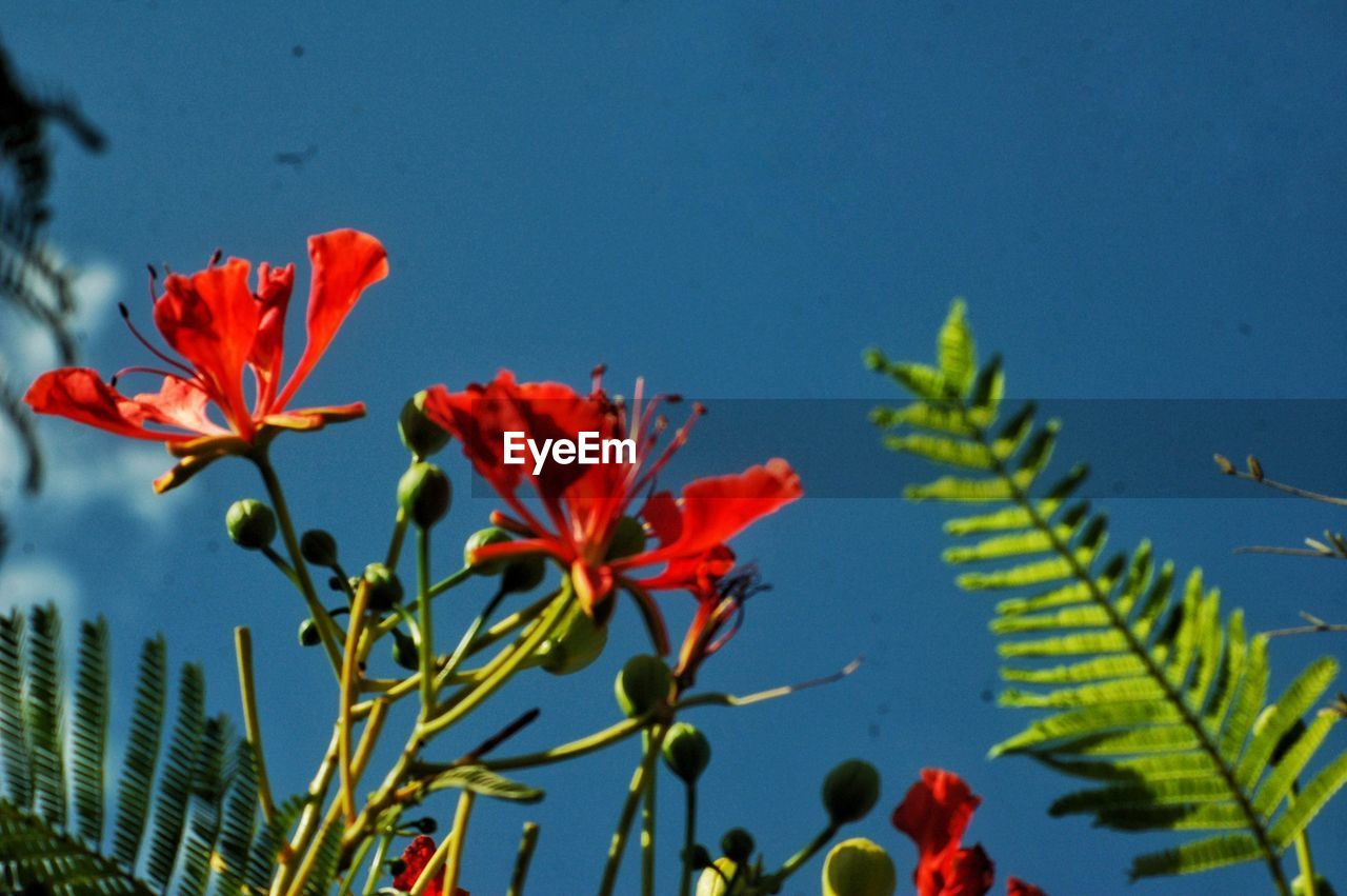 CLOSE-UP OF RED FLOWERS AGAINST BLUE SKY