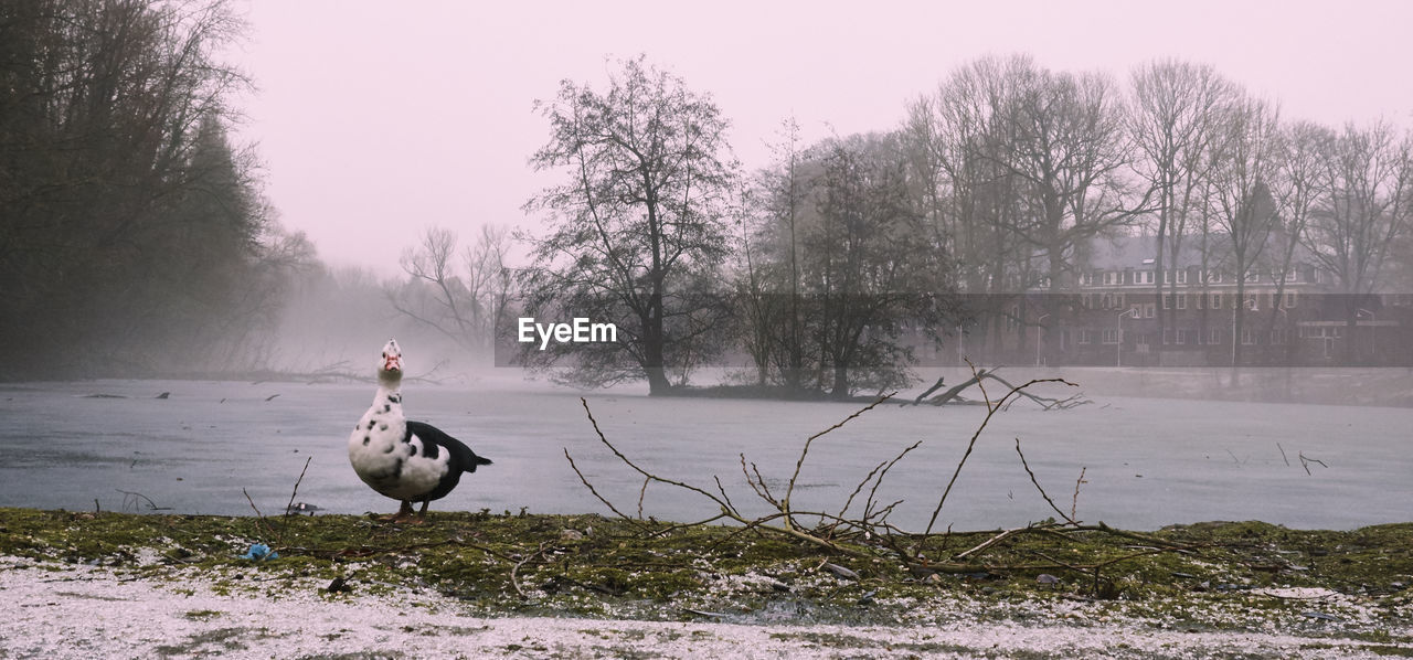 BIRDS PERCHING ON TREE BY WATER