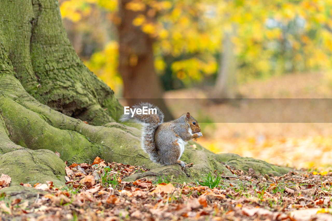 squirrel, autumn, animal, animal themes, animal wildlife, leaf, tree, nature, plant part, one animal, mammal, wildlife, plant, branch, forest, no people, land, rodent, outdoors, woodland, chipmunk, day, tree trunk, selective focus, full length, beauty in nature, cute, trunk