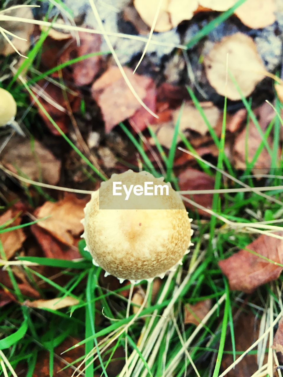 MUSHROOMS GROWING ON FIELD