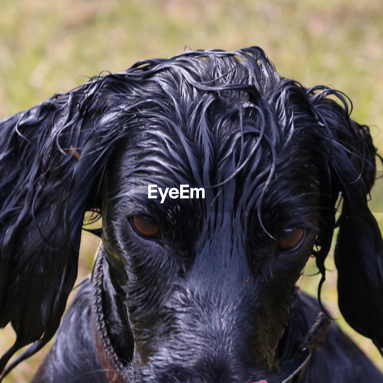 Close-up portrait of wet black dog on land