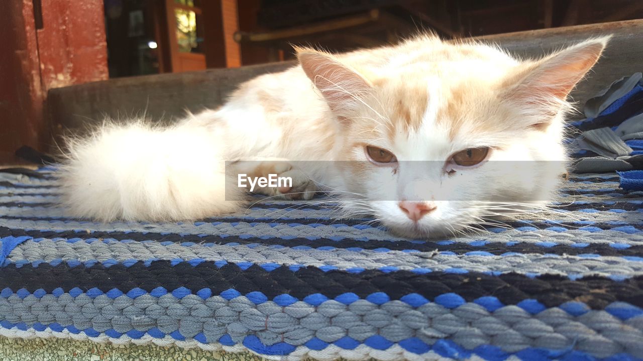 CLOSE-UP OF A CAT LYING DOWN