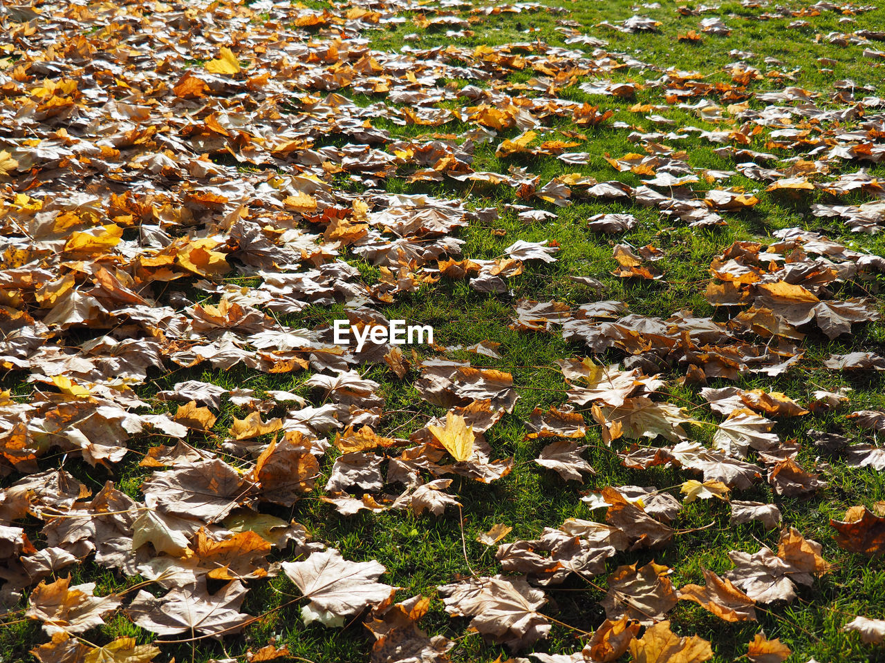 Leaves on field
